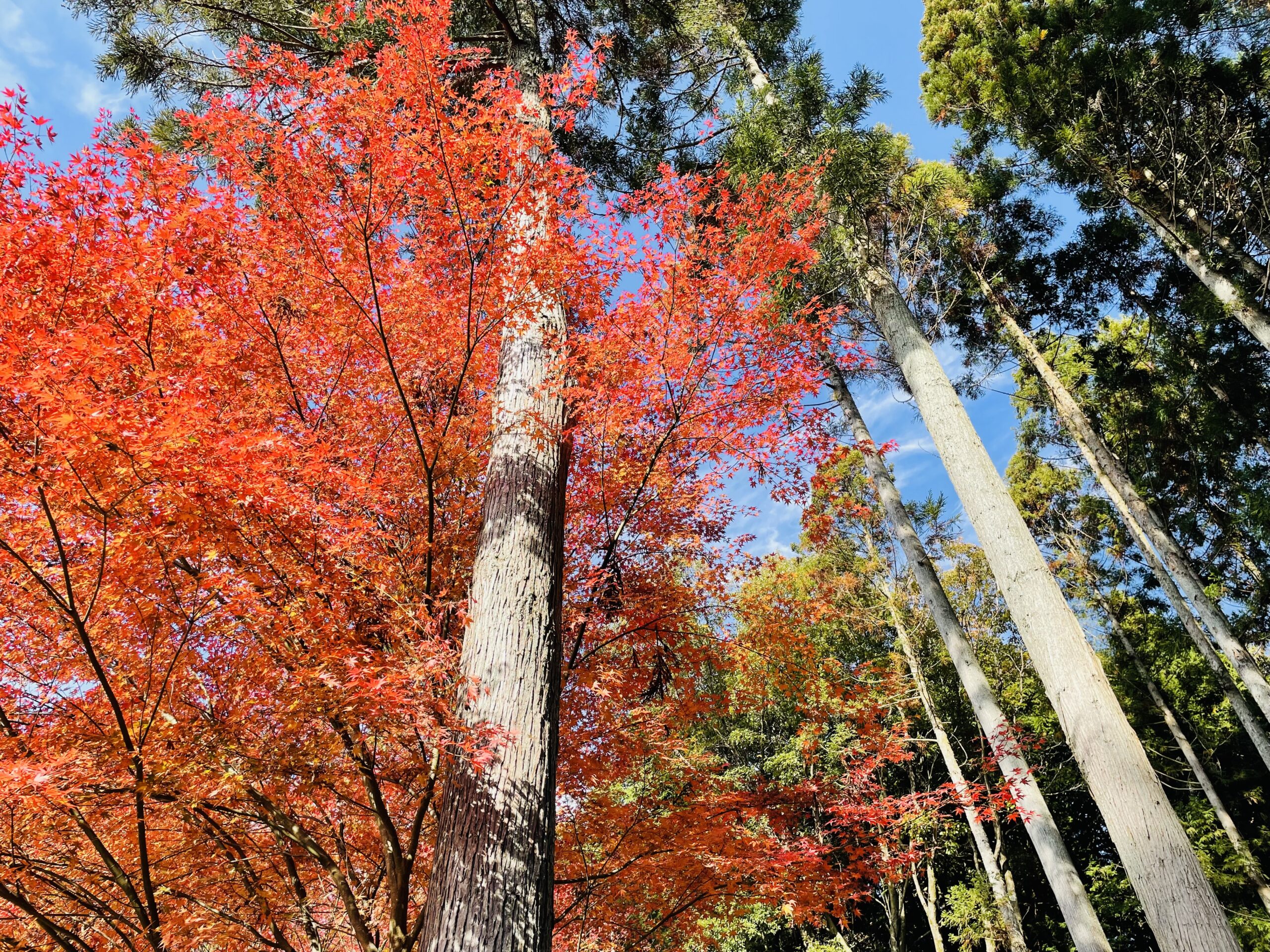 櫟野寺樹木葬の紅葉