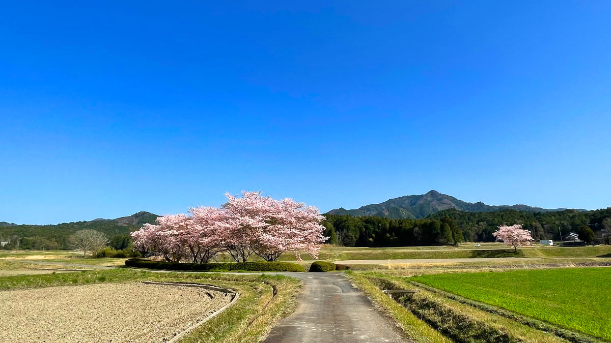 櫟野寺の近くの風景。まさに日本の原風景といった感じです。
