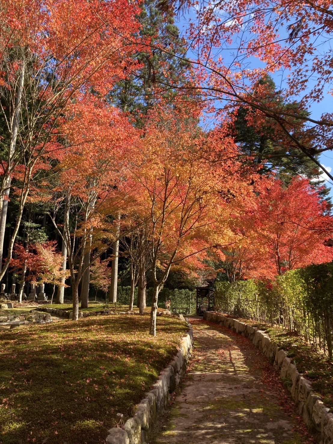 櫟野寺樹木葬の紅葉