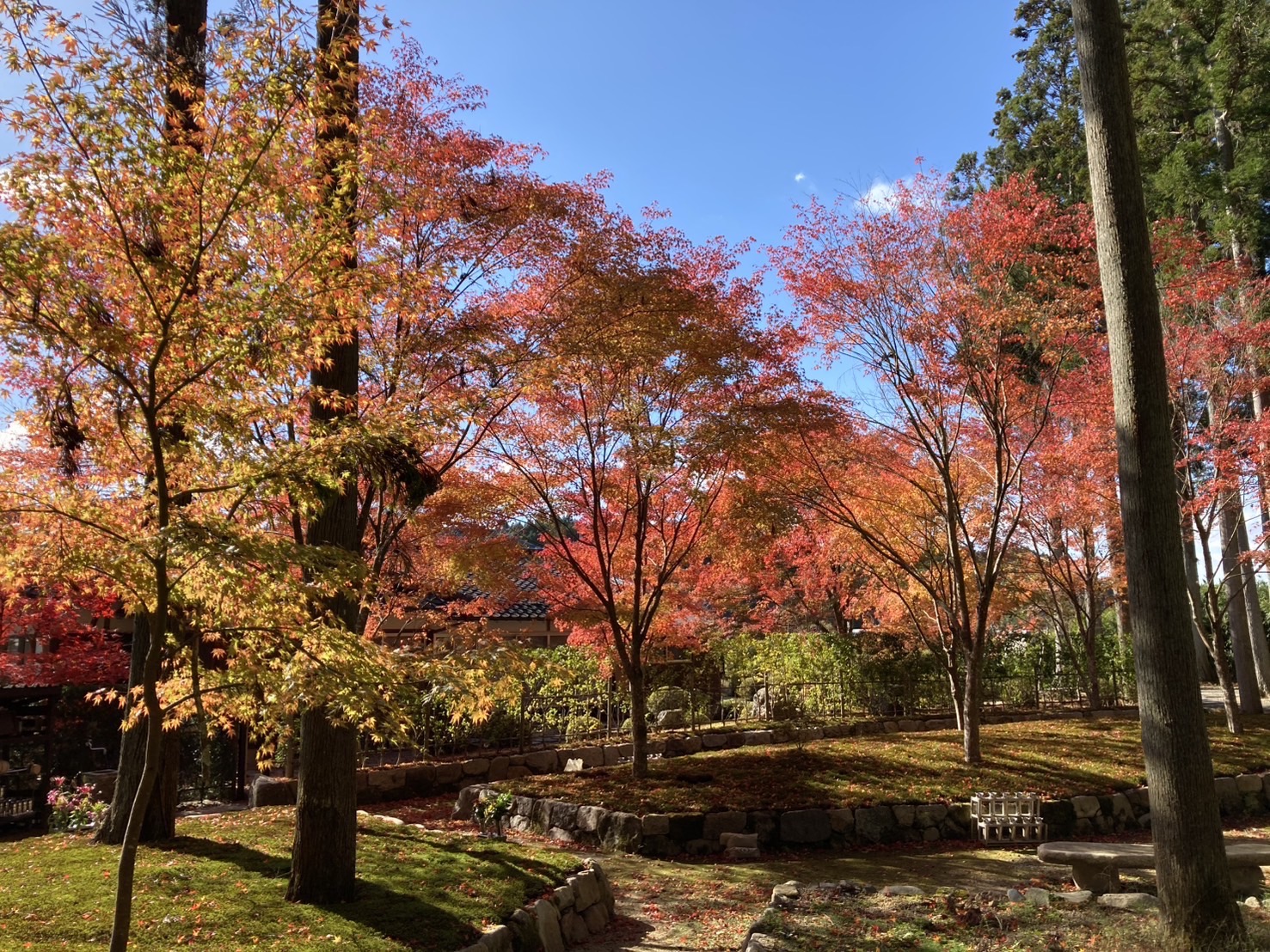 櫟野寺樹木葬の紅葉